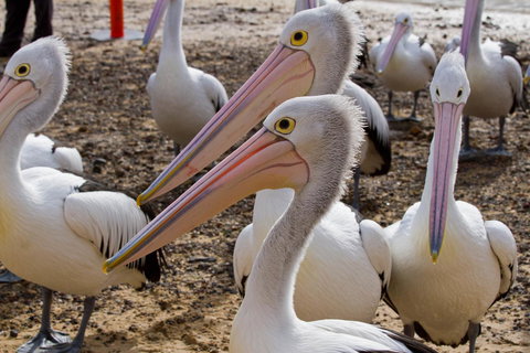 Arcadia Phillip Island - Tourism Cairns 25