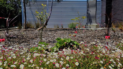 The Olive Tree Motel - Tourism Cairns 16