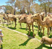 The Funny Farm - Animals / Churchhouse / Amazing Experience - Tourism Cairns