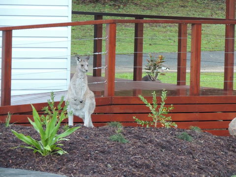 The Pouch B & B - Tourism Cairns 1