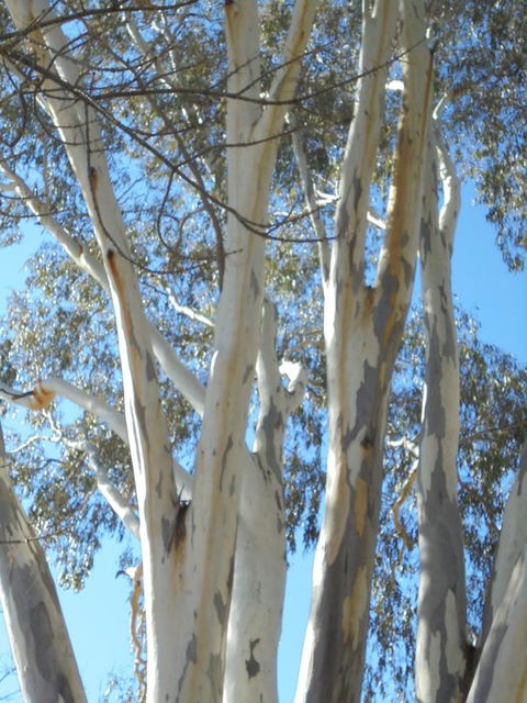 Wagga Wagga Tourist Park - Tourism Cairns 3