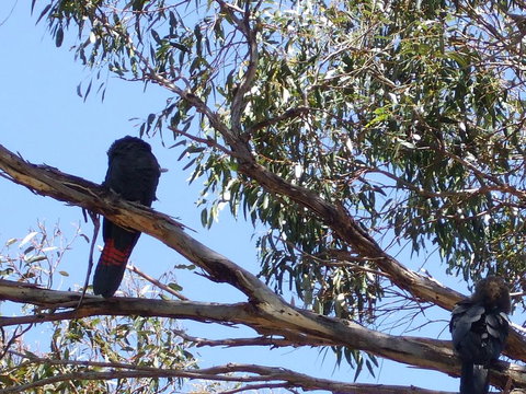 Wanderers Rest Of Kangaroo Island - Tourism Cairns 2