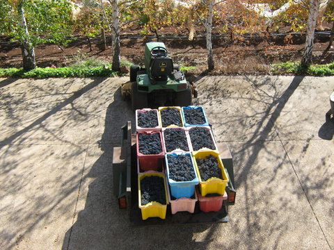 Waybourne- Vineyard And Winery - Tourism Cairns 9