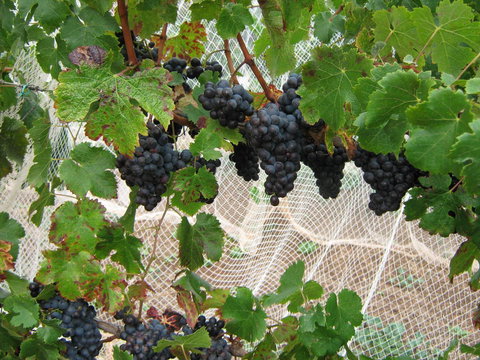 Waybourne- Vineyard And Winery - Tourism Cairns 8