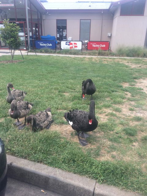 Ambassador Motor Inn - Tourism Cairns 29