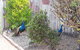 The Peacocks Nest - thumb 42