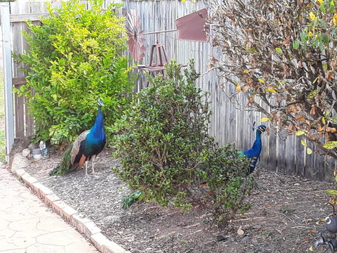 The Peacocks Nest - Tourism Cairns 42