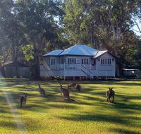 Lake Weyba Noosa Lodge  Kangaroos - Tourism Cairns