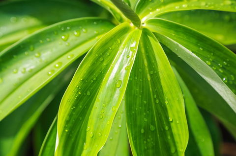 Port Douglas Motel - Tourism Cairns 27