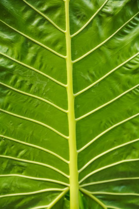 Port Douglas Motel - Tourism Cairns 24