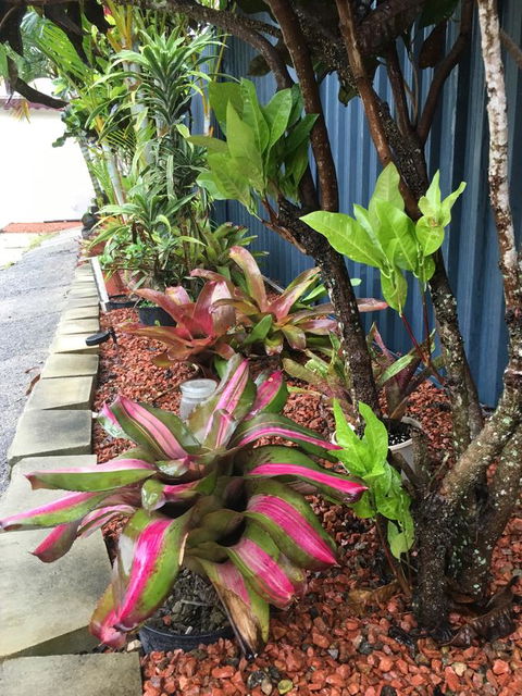 Black Marlin Motel - Tourism Cairns 20