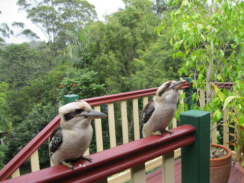 Shasta Place - Tourism Cairns 12