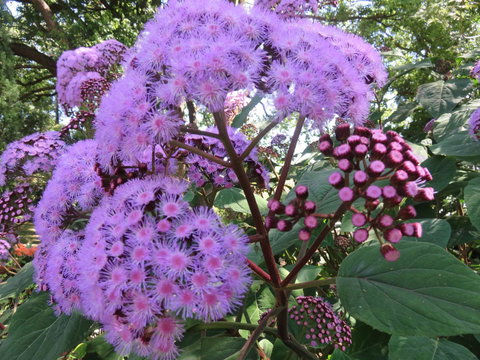 Shasta Place - Tourism Cairns 8