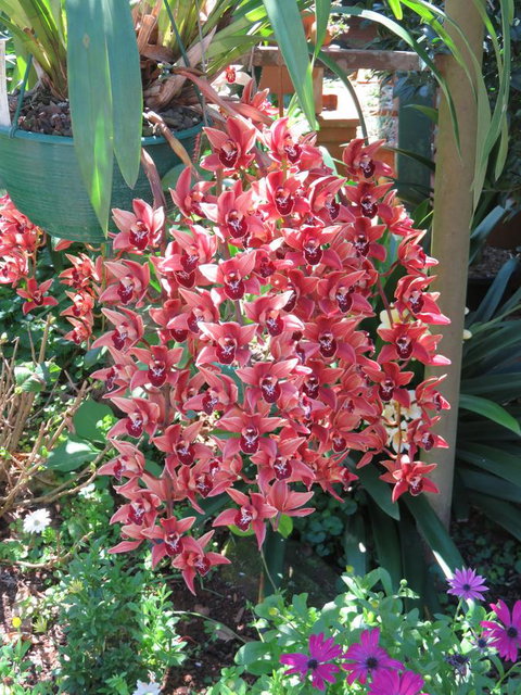 Shasta Place - Tourism Cairns 9