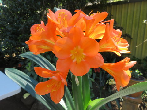 Shasta Place - Tourism Cairns 10