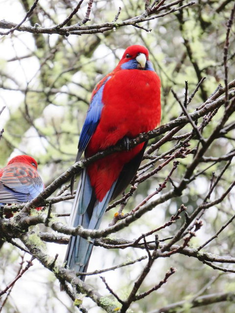 Shasta Place - Tourism Cairns 13