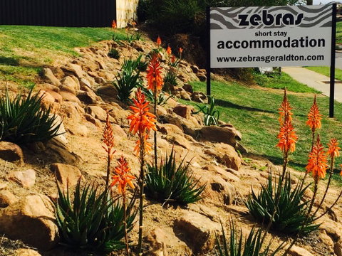 Zebras Guest House Geraldton - Tourism Cairns 2
