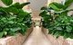 Shantara Resort Port Douglas - Adults Only Retreat - thumb 27