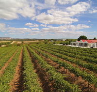 1837 Barossa Luxury Vineyard Cottages - Tourism Cairns