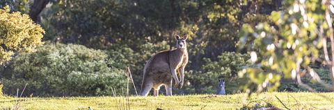 Alkina Lodge - Great Ocean Road - Tourism Cairns 3