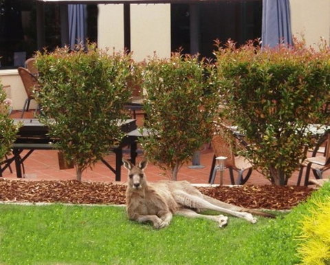 Alpha Hotel Canberra - Tourism Cairns 1