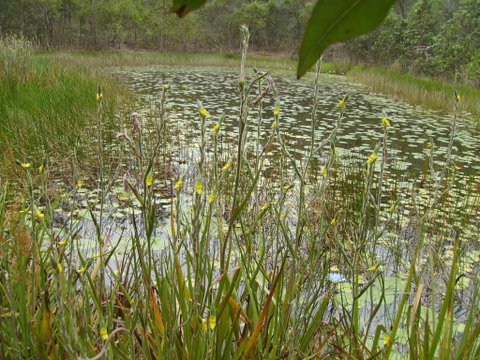 Back To The Bush - Tourism Cairns 3
