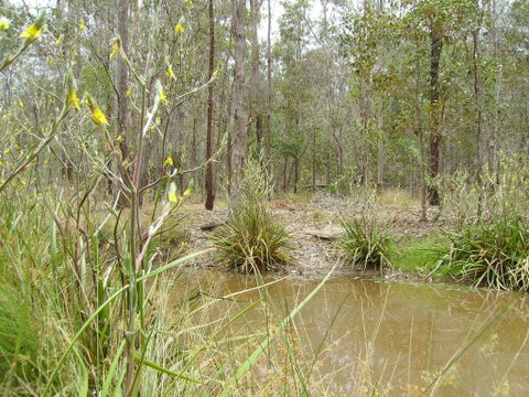 Back To The Bush - Tourism Cairns 2
