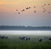Bamurru Plains - Tourism Cairns