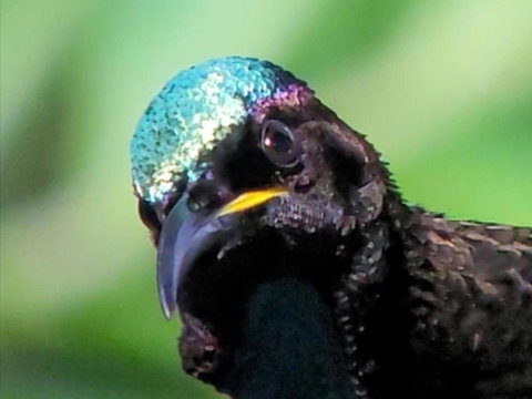 RIflebird Lodge - Tourism Cairns 0