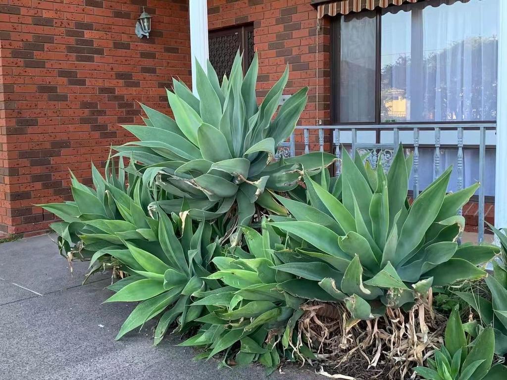 Bentleigh East VIC Tourism Cairns