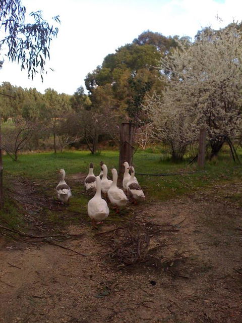 Bellbrae Harvest - Tourism Cairns 3