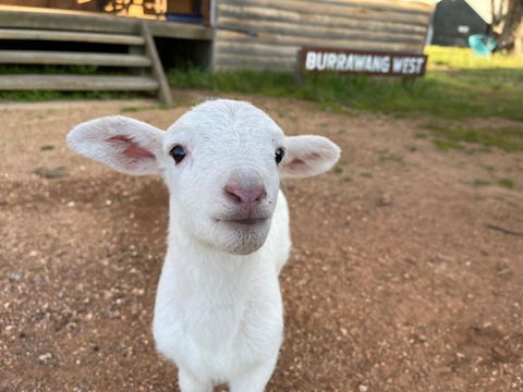 Yarrabandai Creek Homestead - Tourism Cairns 1
