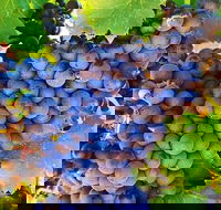 The Fully Local Private Tour - Tourism Cairns