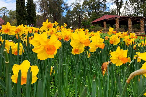Spring Wildflower (Private) Day Tours - Tourism Cairns 1