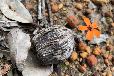 Spring Wildflower (Private) Day Tours - Tourism Cairns 5