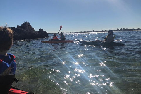 Penguin Island And Fremantle - Canoe, Chocolate & Coffee - Tourism Cairns 1