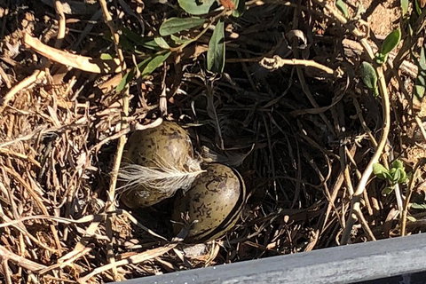 Penguin Island And Fremantle - Canoe, Chocolate & Coffee - Tourism Cairns 3