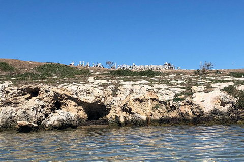 Penguin Island And Fremantle - Canoe, Chocolate & Coffee - Tourism Cairns 5