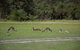 Yanchep & Lancelin - Wildlife, Cave And Sands - thumb 0
