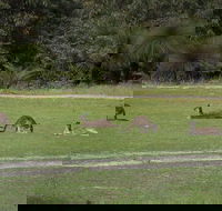 Yanchep  Lancelin - Wildlife Cave And Sands - Tourism Cairns