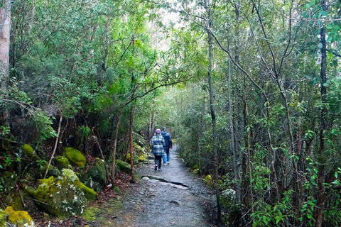 Kunanyi / Mt Wellington Explorer Bus - 2 Hour Return Tour - Tourism Cairns 2