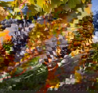 Full Day Tamar Valley Wine Tour - Tourism Cairns