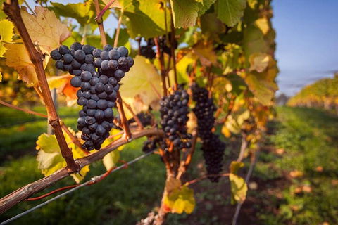 Full Day Tamar Valley Wine Tour - Tourism Cairns 0