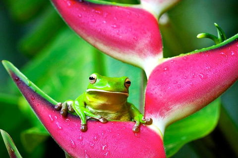 3-Day Best Of Cairns Combo: The Daintree Rainforest, Great Barrier Reef, And Kuranda - Tourism Cairns 0