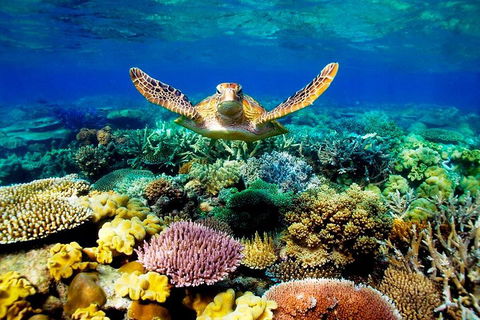 3-Day Best Of Cairns Combo: The Daintree Rainforest, Great Barrier Reef, And Kuranda - Tourism Cairns 1
