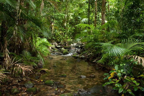 Cairns Reef And Rainforest Combo: Daintree Rainforest And The Great Barrier Reef - Tourism Cairns 1