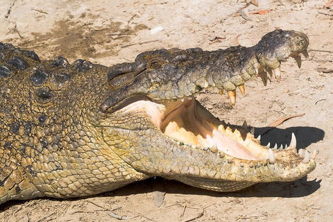 4-Day Cairns Ultimate Combo: Daintree Rainforest, Reef, Kuranda & Paronella Park - Tourism Cairns 0