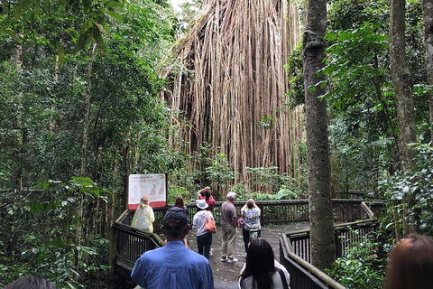 4-Day Cairns Ultimate Combo: Daintree Rainforest, Reef, Kuranda & Paronella Park - Tourism Cairns 5