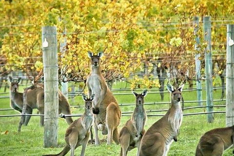 Three Day Charter Margaret River Region (inbound Melbourne Travelers) - Tourism Cairns 5