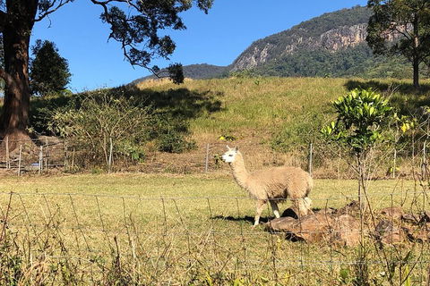 Waterfall Tour - Tourism Cairns 2